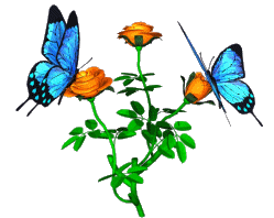 Pretty butterflies on a flower